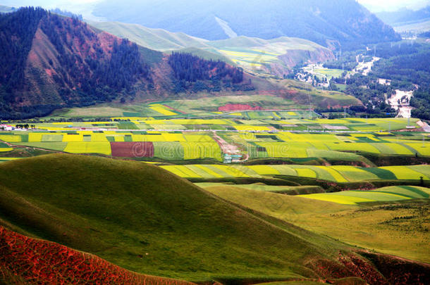 青海祁连卓尔山风景和油菜花