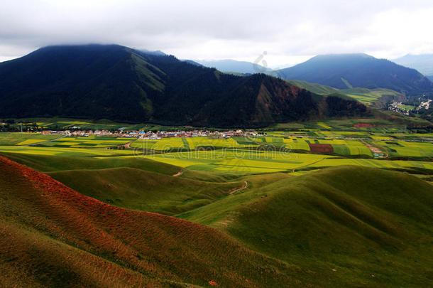 青海祁连卓尔山风景和油菜花