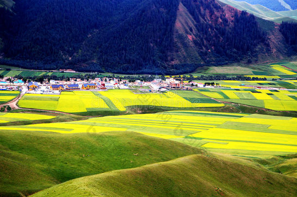 青海<strong>祁连卓尔山</strong>风景和油菜花