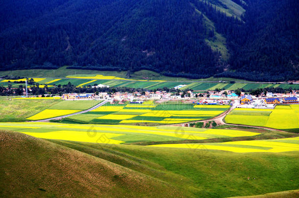 青海祁连卓尔山<strong>风景</strong>和<strong>油菜花</strong>