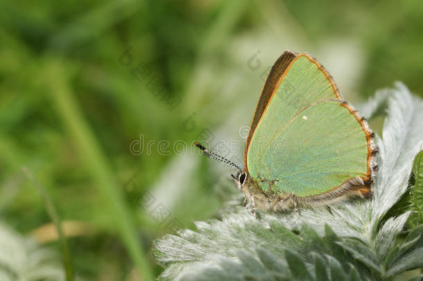 一令人晕倒的绿色的翅上有细纹的蝶蝴蝶卡拉弗瑞鲁比栖息向