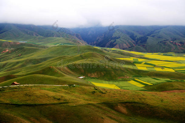 青海祁连卓尔山风景和油菜花