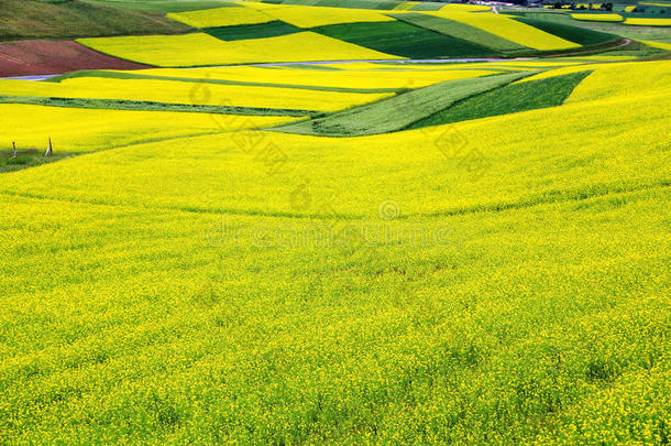 青海祁连卓尔山风景和油菜花