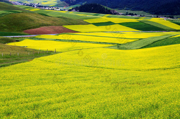 青海祁连卓尔山风景和油菜花