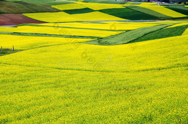 青海祁连<strong>卓尔</strong>山风景和油菜花