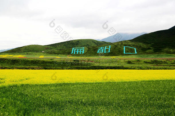 青海祁连卓尔山风景和油菜花