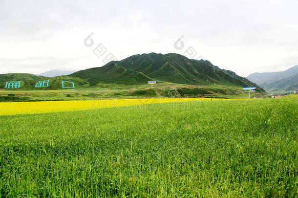 青海祁连卓尔山风景和油菜花