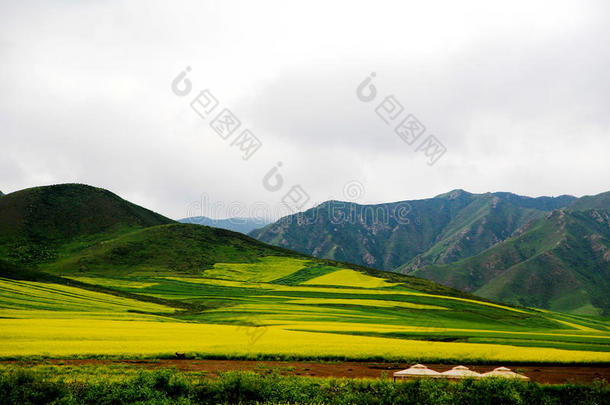 青海祁连卓尔山<strong>风景</strong>和<strong>油菜花</strong>