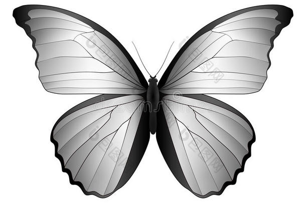 美丽的蝴蝶隔离的向一白色的b一ckground