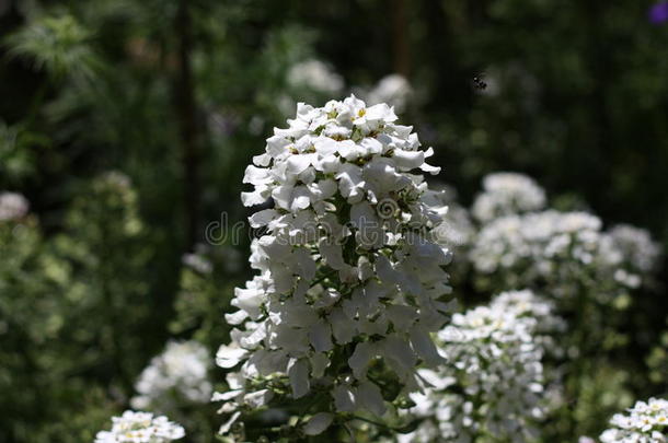 白色的花和蜜蜂