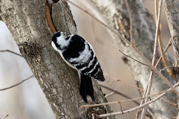 较小的有斑点的啄木鸟<strong>树状</strong>copos较小的