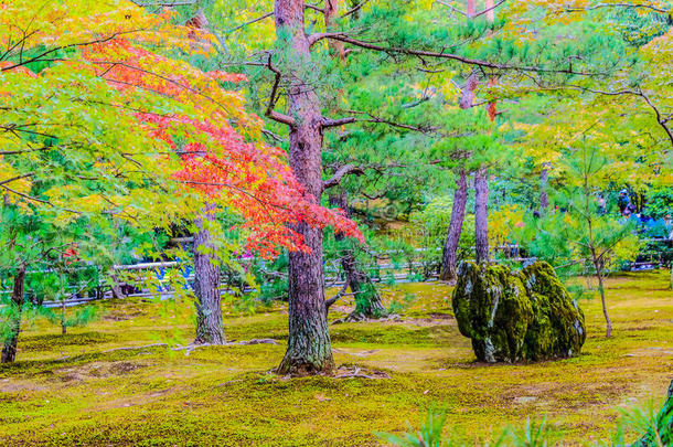 红色的和绿色的颜色替换关于枫树树叶采用指已提到的人长满苔藓的花园