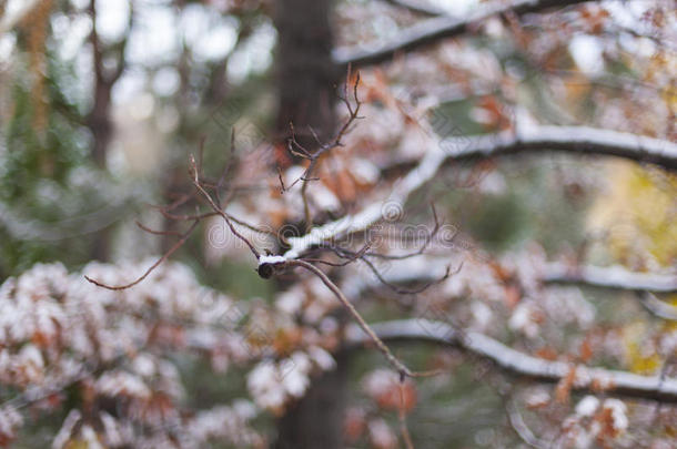 湖美国塔霍湖雪照片树/风景