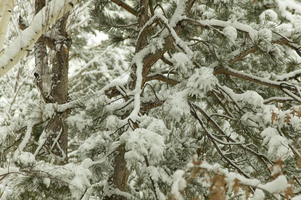 湖美国塔霍湖雪照片树/风景