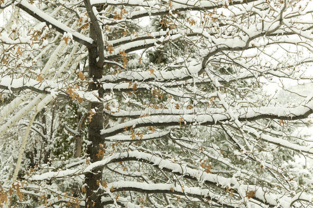 湖美国塔霍湖<strong>雪照片</strong>树/风景