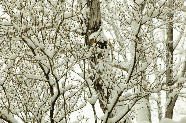 湖美国塔霍湖雪照片树/风景