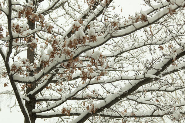 湖美国塔霍湖<strong>雪照片</strong>树/风景