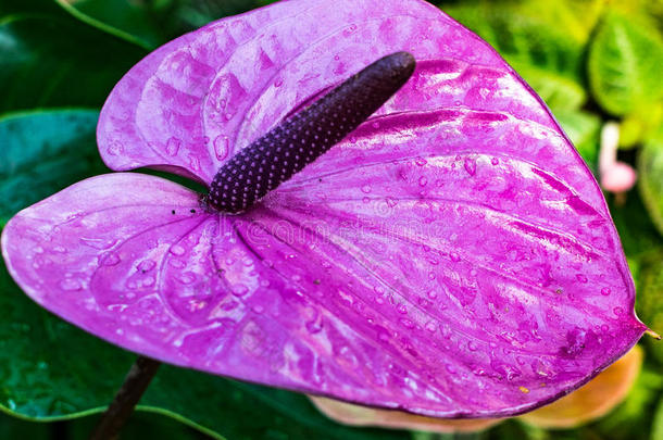紫色的花烛属植物热带的花和树叶背景