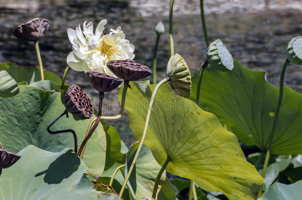 上端关于白色的莲花花关在上面