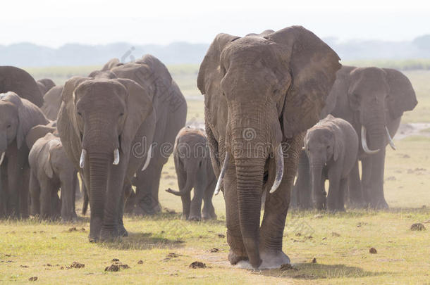 兽群关于野生的<strong>象</strong>采用安博塞利国家的公园,肯尼亚.