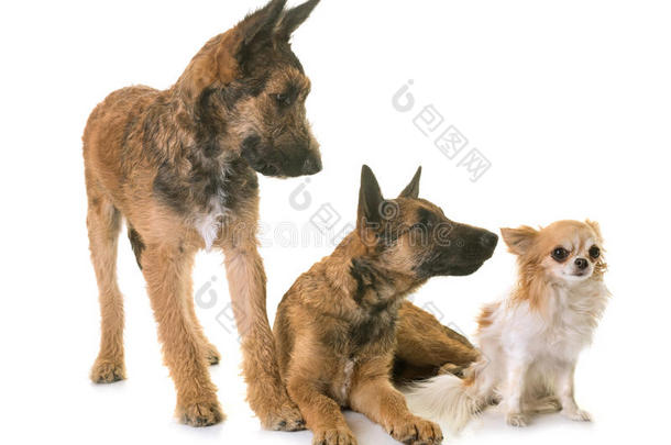 小狗比利时人牧羊人莱克诺瓦和奇瓦瓦狗