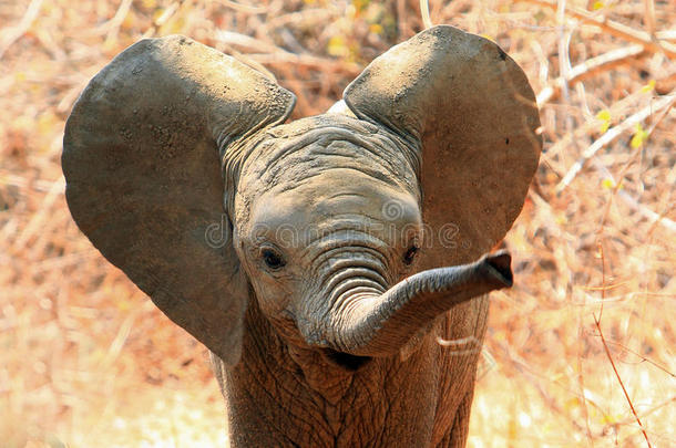 漂亮的婴儿象和耳上下左右移动和树干延伸的