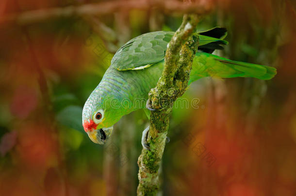 红色的-无聊鹦鹉,亚马逊鹦鹉秋葵,肖像关于光绿色的爸