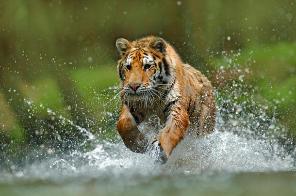 老虎跑步采用指已提到的人水.危险动物,泰加采用俄罗斯帝国.animal动物