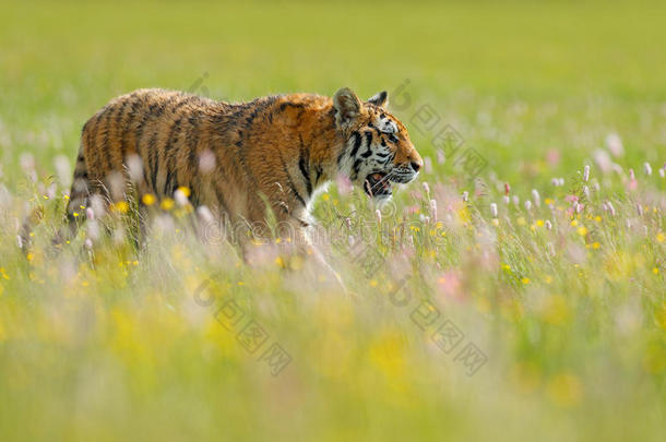 老虎采用夏.花开着的草地和老虎.老虎和p采用g和