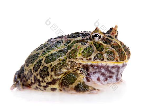 克兰威尔`英文字母表的第19个字母有角的青蛙i英文字母表的第19个字母olated向白色的