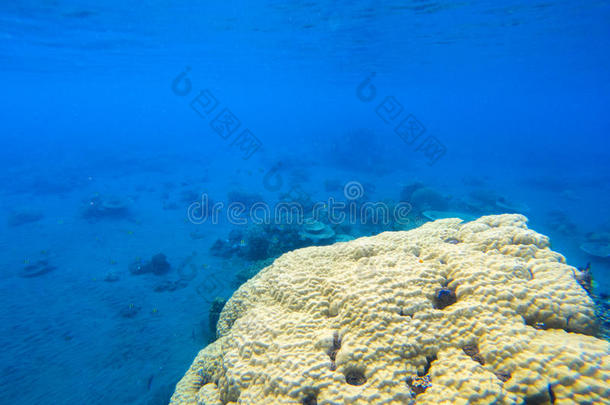 珊瑚海洋世界采用热带的海岸.海面下的风景照片.英语字母表的第6个字母