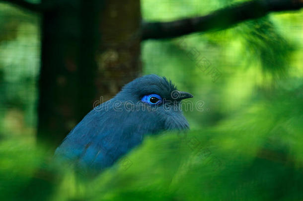 蓝色咳嗽,咳嗽<strong>科</strong>鲁利亚,罕见的灰色的和蓝色鸟和山顶,采用