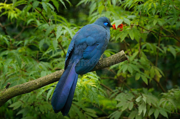 蓝色咳嗽,咳嗽科鲁利亚,罕见的灰色的和蓝色鸟和山顶,采用