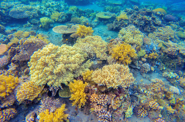 黄色的珊瑚采用热带的海岸.海面下的风景照片.全音阶的长音阶第四音