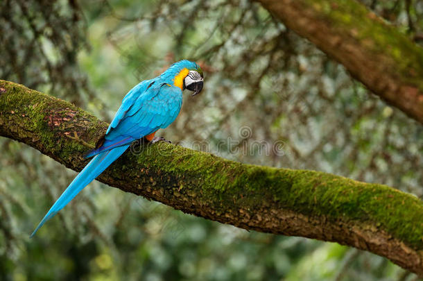蓝色鹦鹉采用指已提到的人森林.蓝色-和-黄色的金刚鹦鹉,天坛星座阿拉鲁纳,