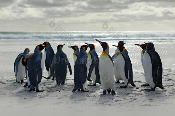 组关于企鹅,<strong>出行</strong>从白色的沙向海,汽车列车动物我