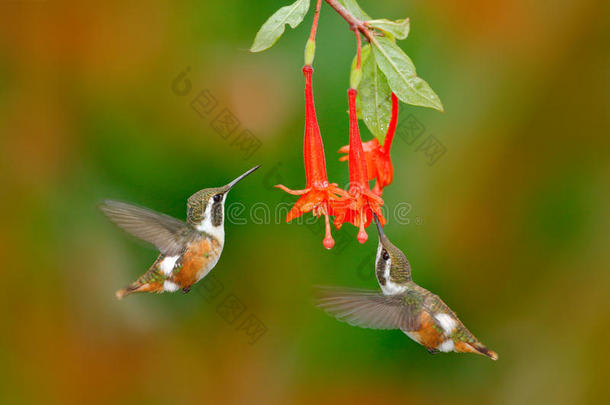 两个小的蜂鸟和红色的花.飞行的小的蜂鸟