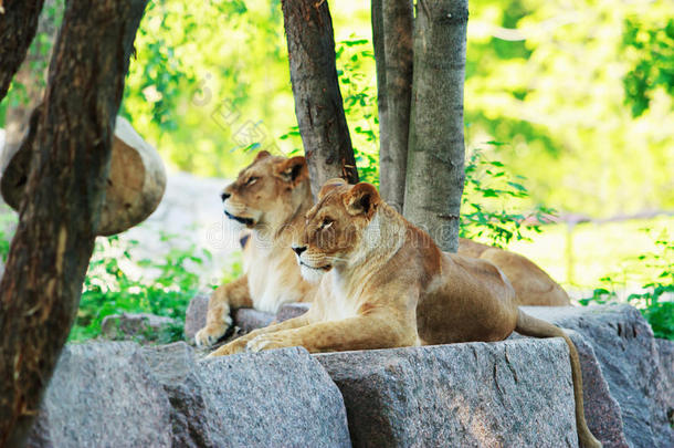 狮子和母狮休息