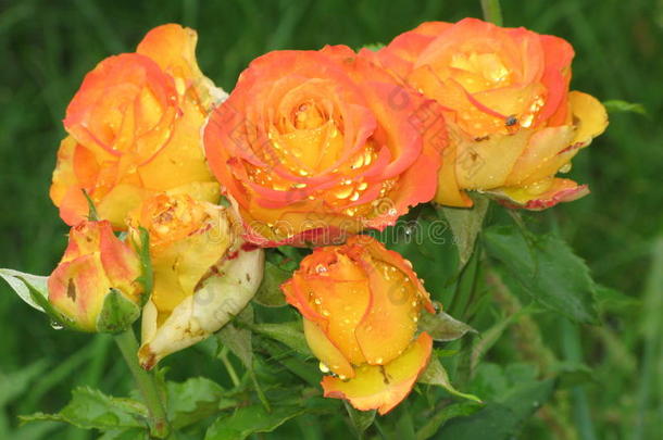 湿的桔子-黄色的玫瑰