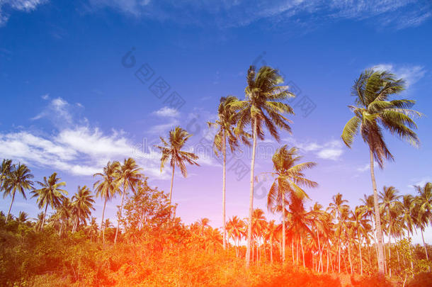 桔子光向椰子树<strong>手掌</strong>树.热带的风景和<strong>手掌</strong>s