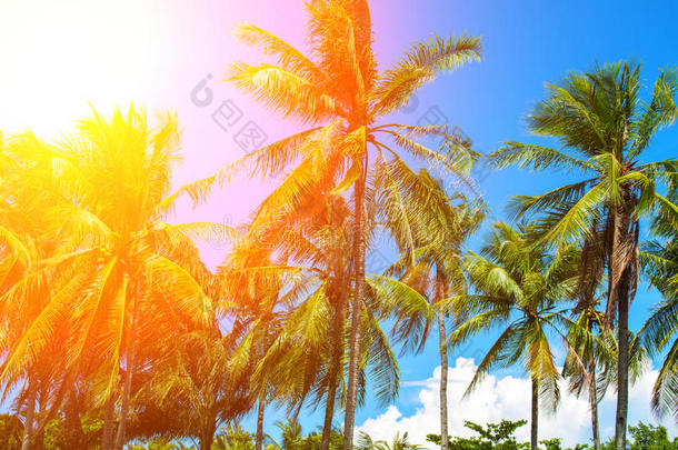 桔子闪耀向椰子树手掌树.热带的风景和手掌s.
