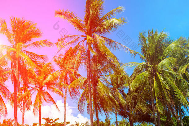 粉红色的光向椰子树<strong>手掌</strong>树.热带的风景和<strong>手掌</strong>s.爸