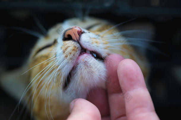 特写镜头关于人手触摸指已提到的人猫面容和指已提到的人猫关眼睛.