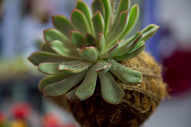 景天科拟石莲花属植物仙人掌植物盆栽的椰子绞死天空