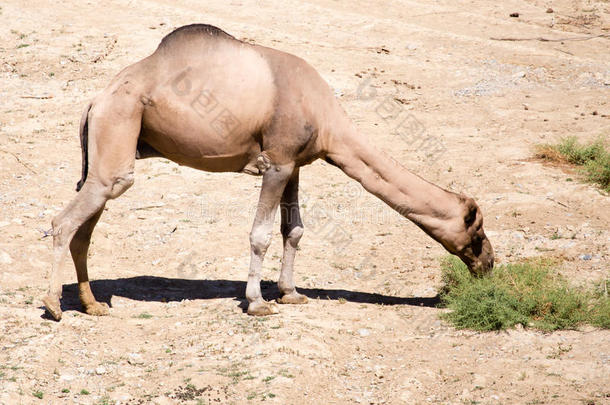 骆驼向牧草地采用<strong>无人居住</strong>的自然