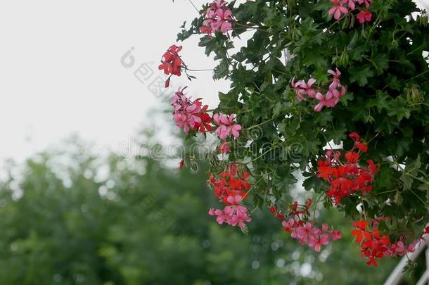 勃朗明<strong>秋海棠</strong>属的植物.开花红色的<strong>秋海棠</strong>属的植物.特写镜头