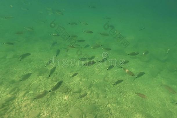 小的鱼不固定的在下面水.底部关于指已提到的人亚得里亚海的海