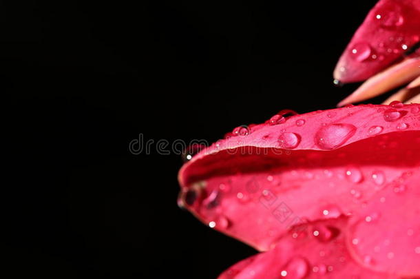 宏指令夜光<strong>摄影</strong>关于热带的粉红色的红色的踏板花