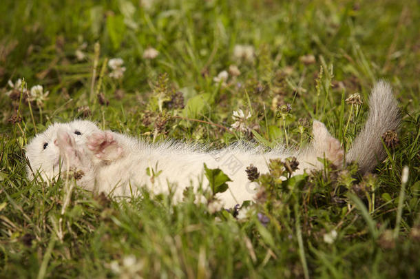 六一星期老的雪貂婴儿采用草