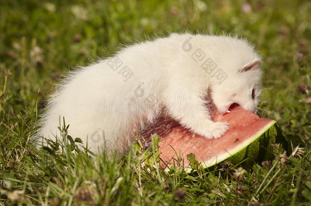六一星期老的雪貂婴儿采用草和甜瓜